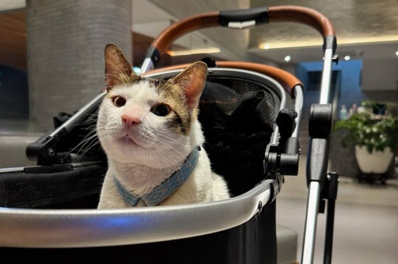 Gato del presidente de Indonesia. (Foto: Redes sociales)