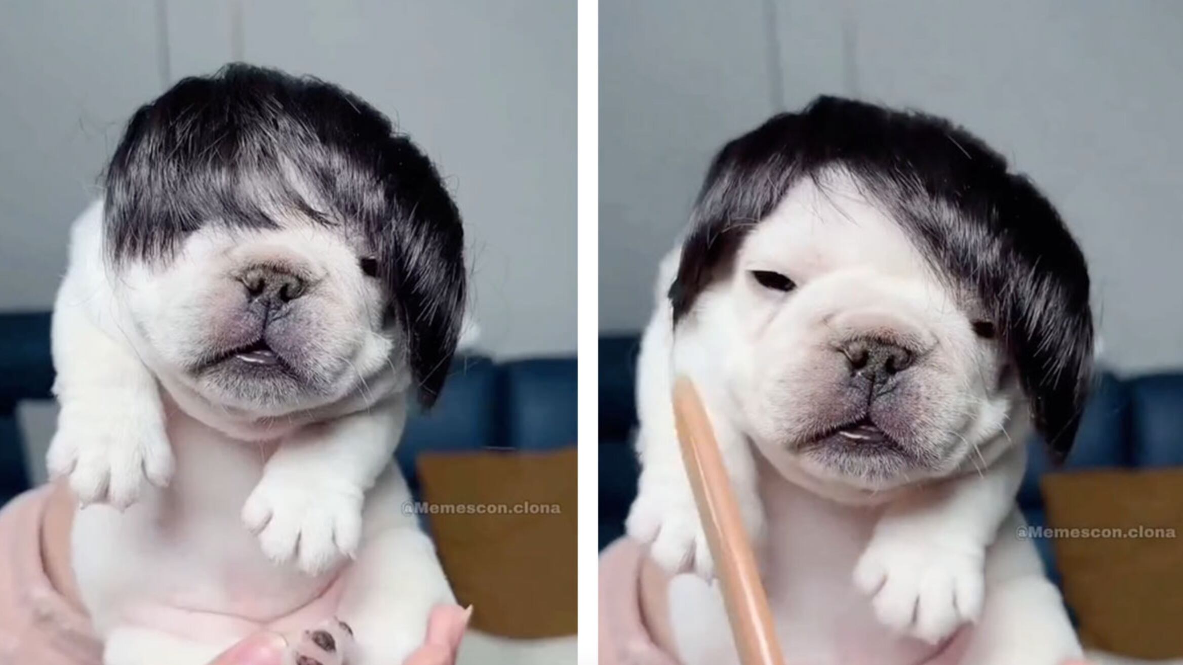 Su dueña le peina el flequillo