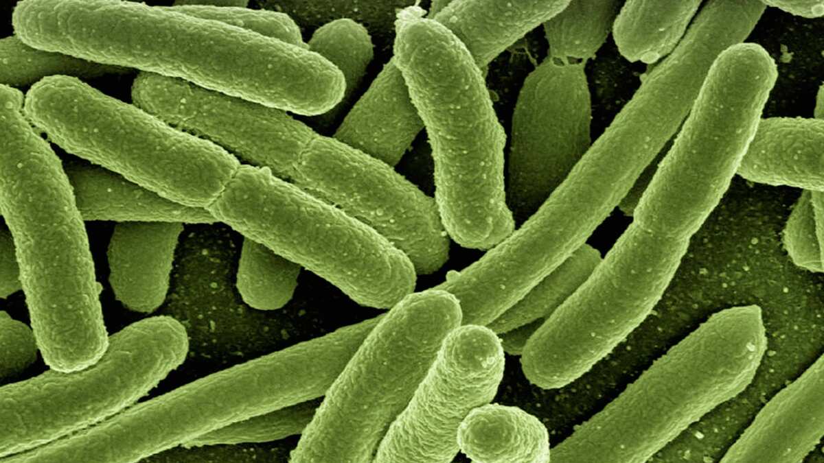 Bactéria da cólera