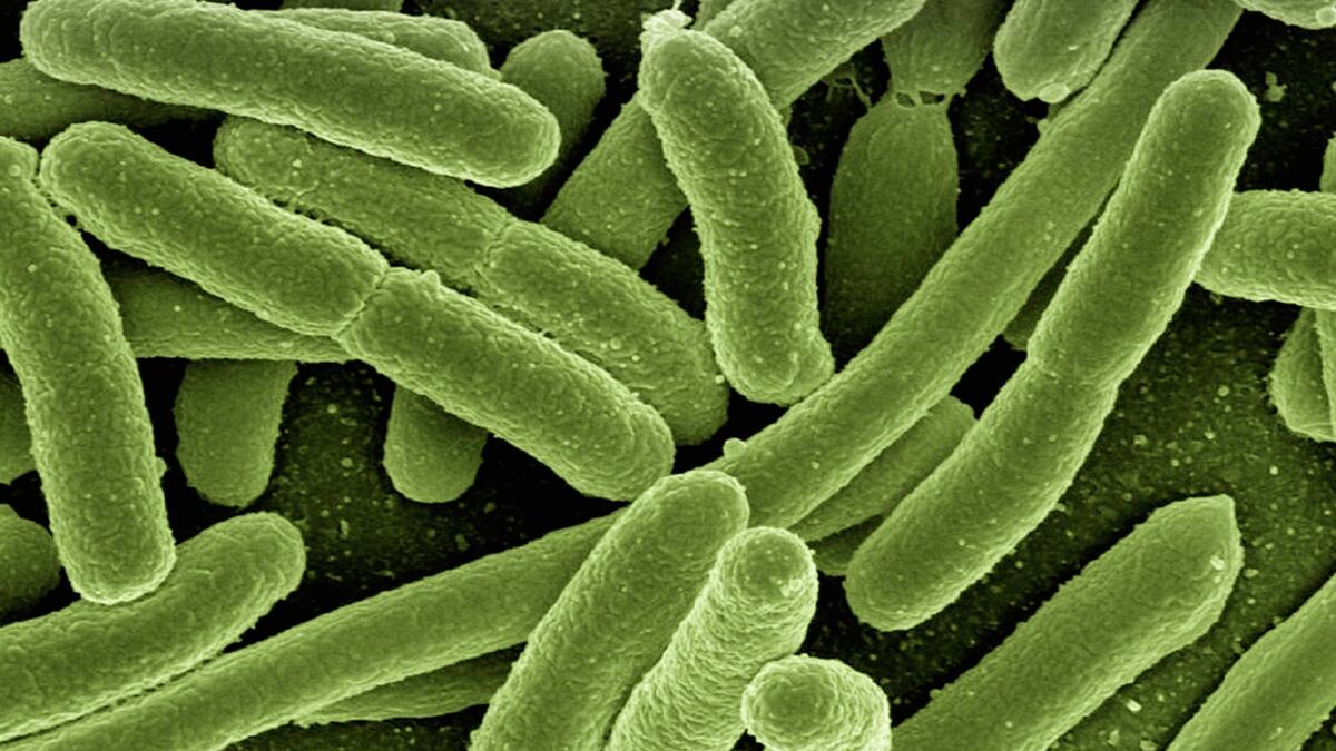 Bactéria da cólera