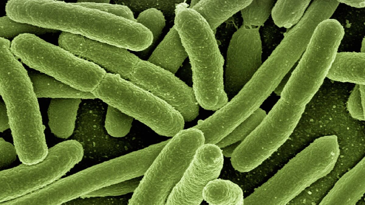 Bactéria da cólera