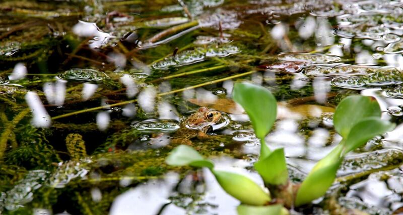 Tiro cercano de plantas verdes en el agua,