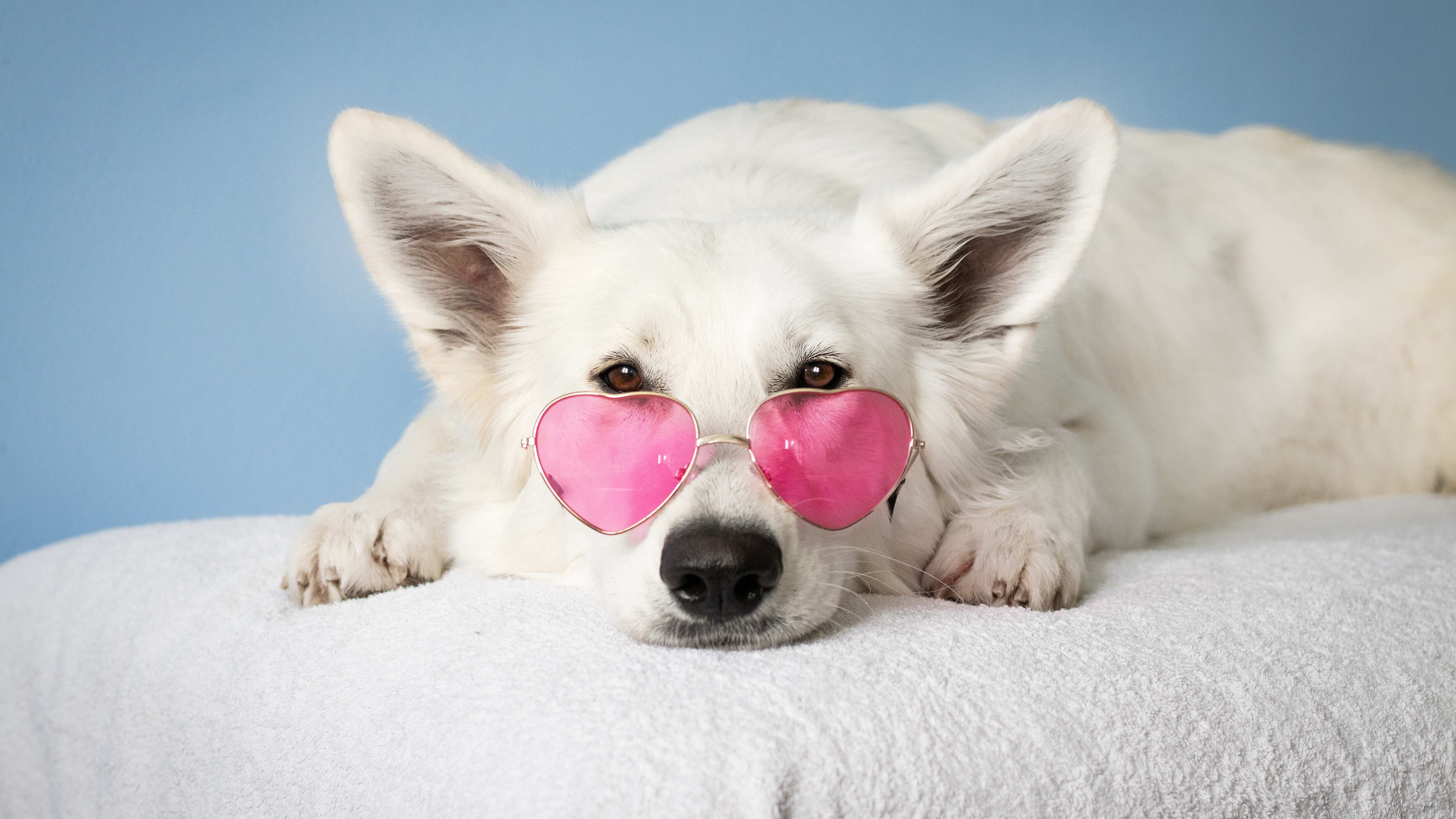 Según expertos existen razas de perros específicas que son más fáciles de entrenar.