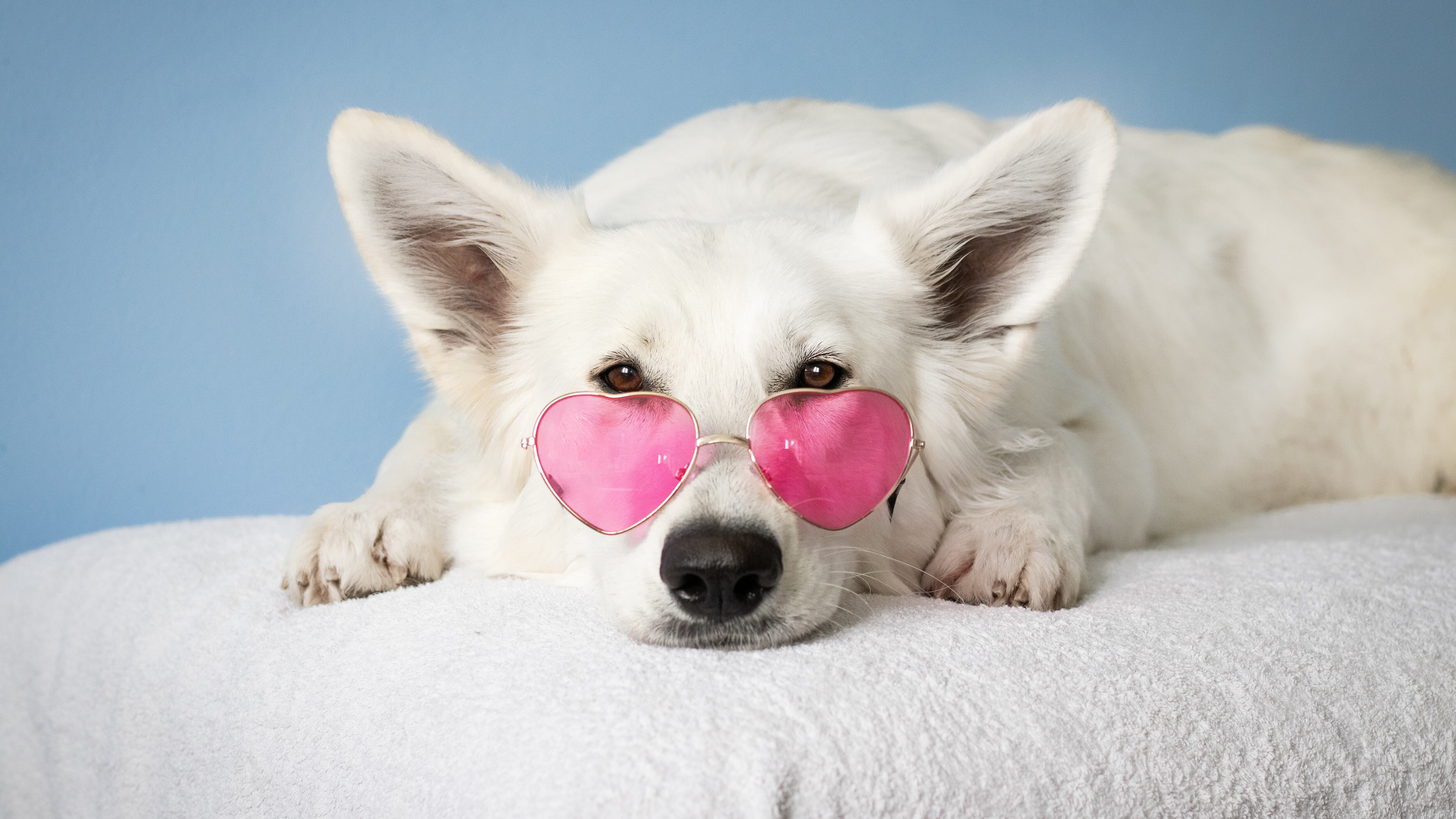 Según expertos existen razas de perros específicas que son más fáciles de entrenar.