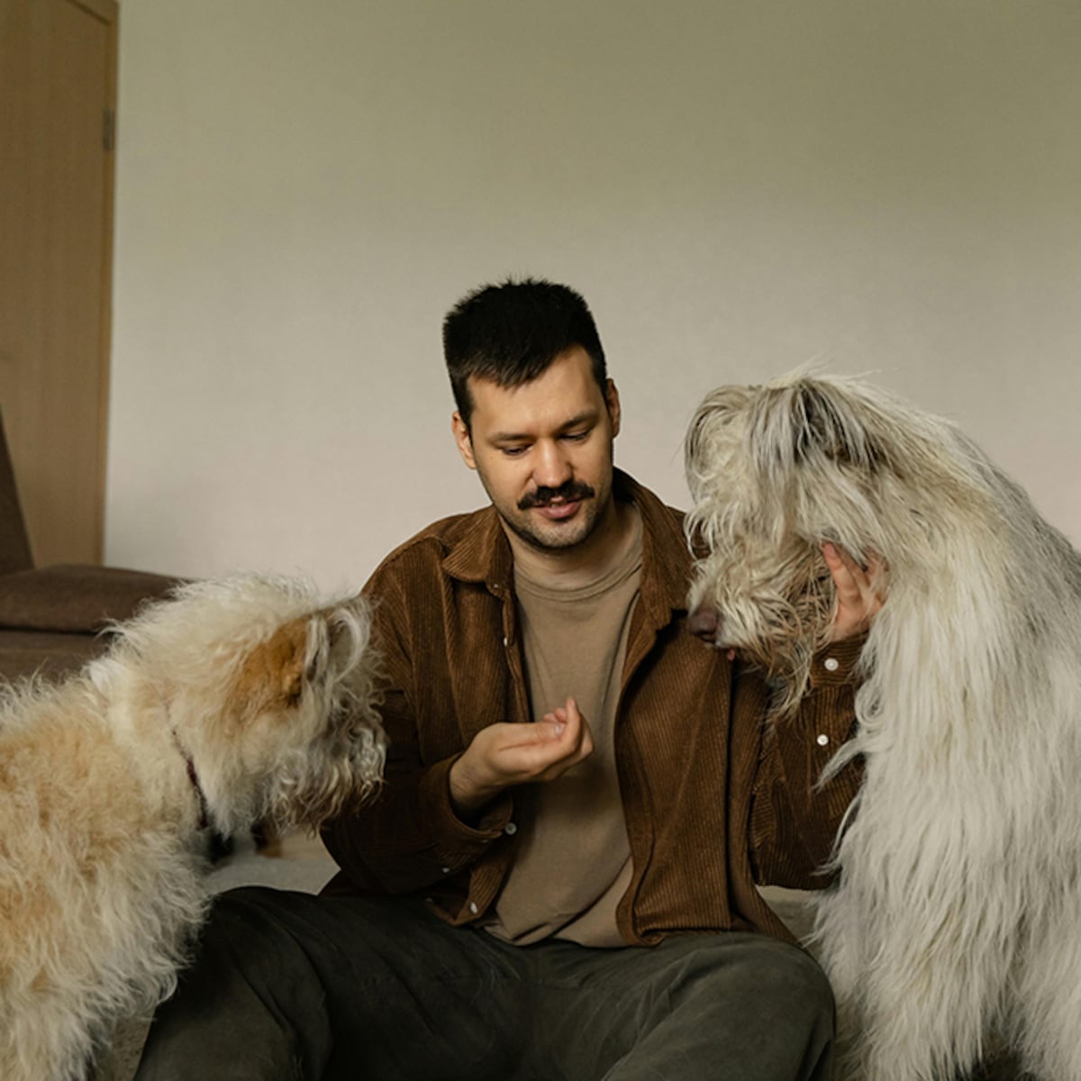 Perros domésticos portan bacterias resistentes a antibióticos Perros domésticos portan bacterias resistentes a antibióticos