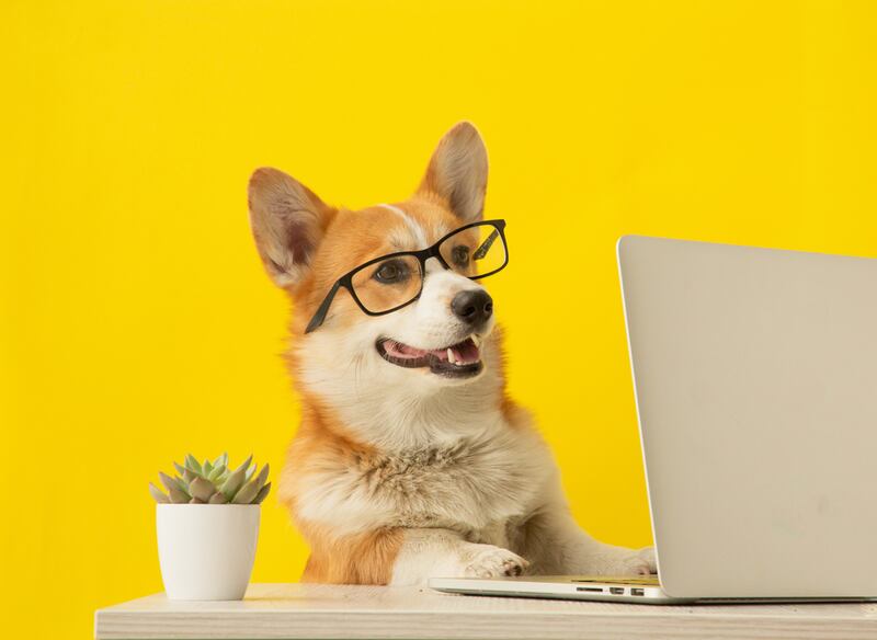 Perro perros