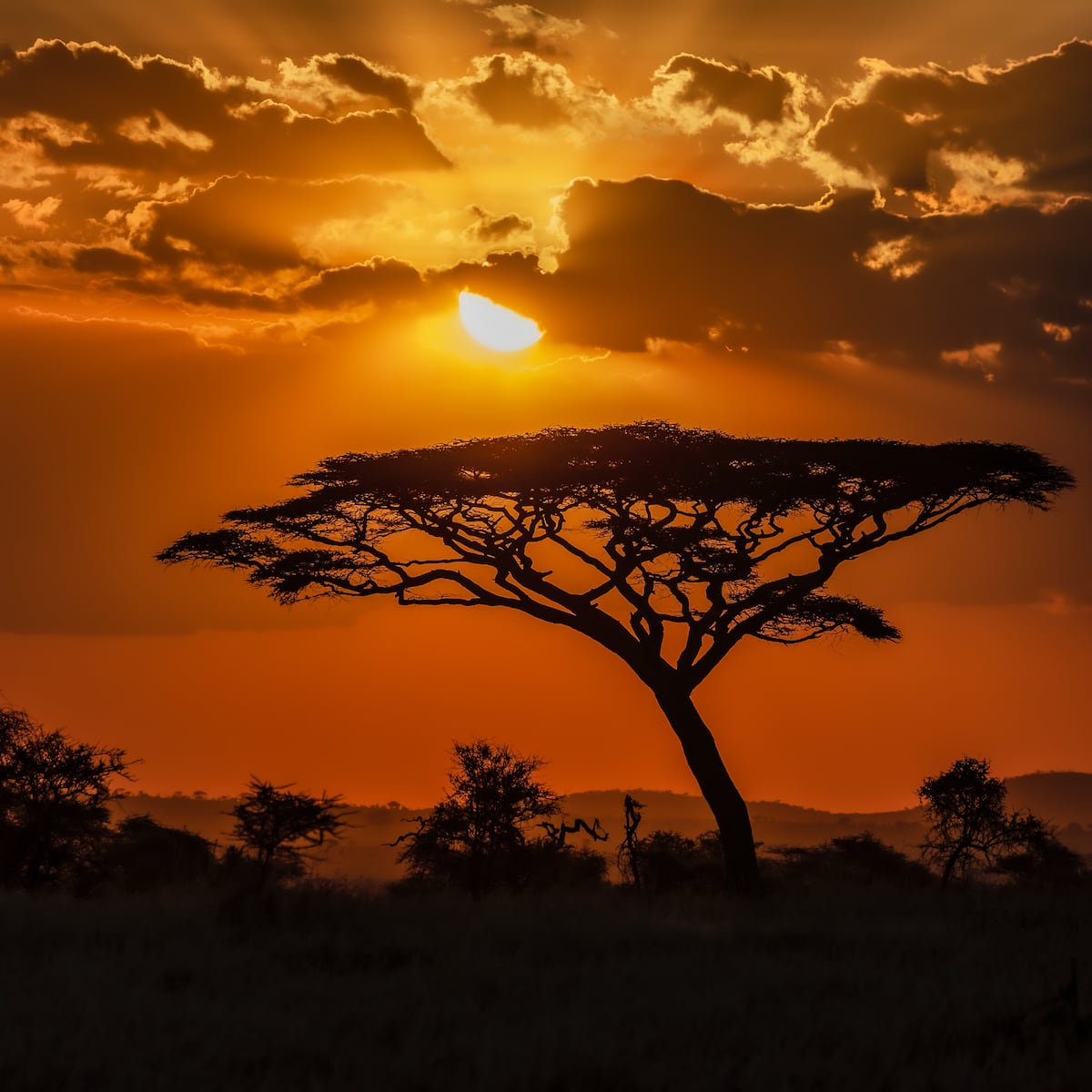 Demuestra cuánto sabes sobre África con este cuestionario Demuestra cuánto sabes sobre África con este cuestionario