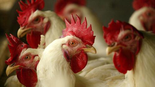 Registran primera muerte por gripe aviar en China.