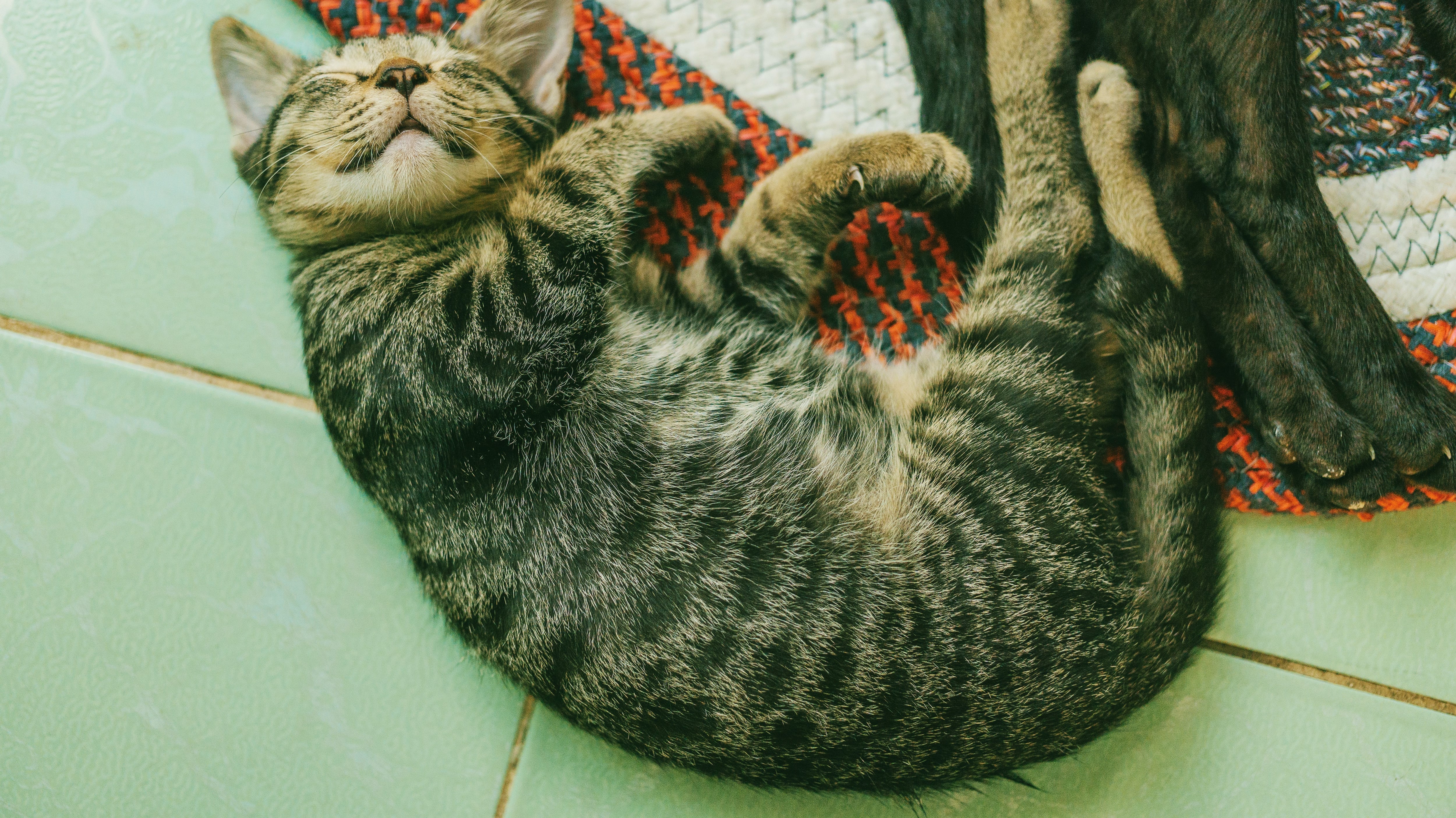 Gato dormindo