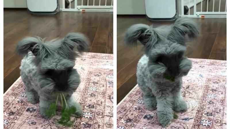 Perronejo viral de TikTok/@luisenriquevh0