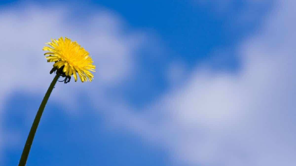 La Asamblea General de las Naciones Unidas tomó la decisión de conmemorar el Día Internacional del Aire Limpio.