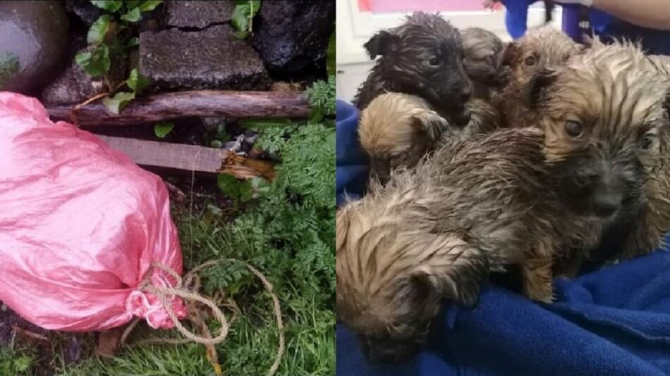 perritos abandonados dentro de un saco
