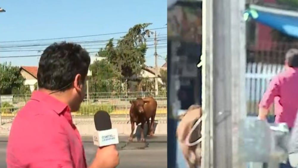 Gino Costa | Captura: CHV y Canal 13