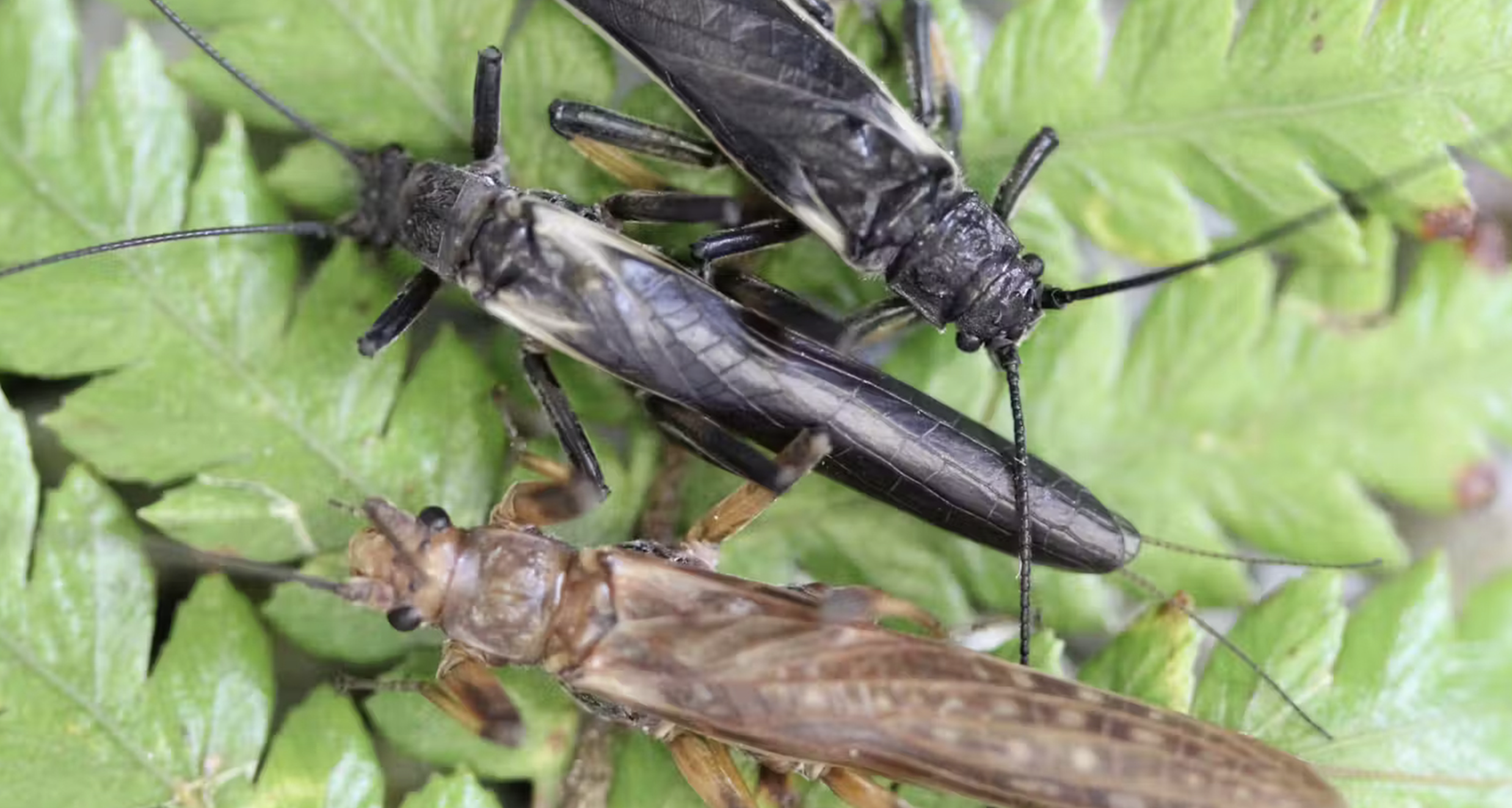 Moscas de la piedra autóctonas de Nueva Zelanda