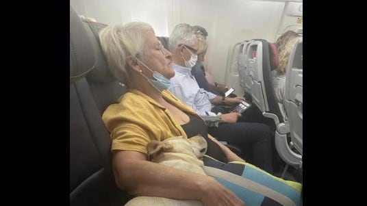 La anciana abraza al perro a pesar de ambos son dos desconocidos, lo que demuestra el relax que pueden dar los canes