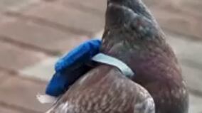 Paloma transporta droga