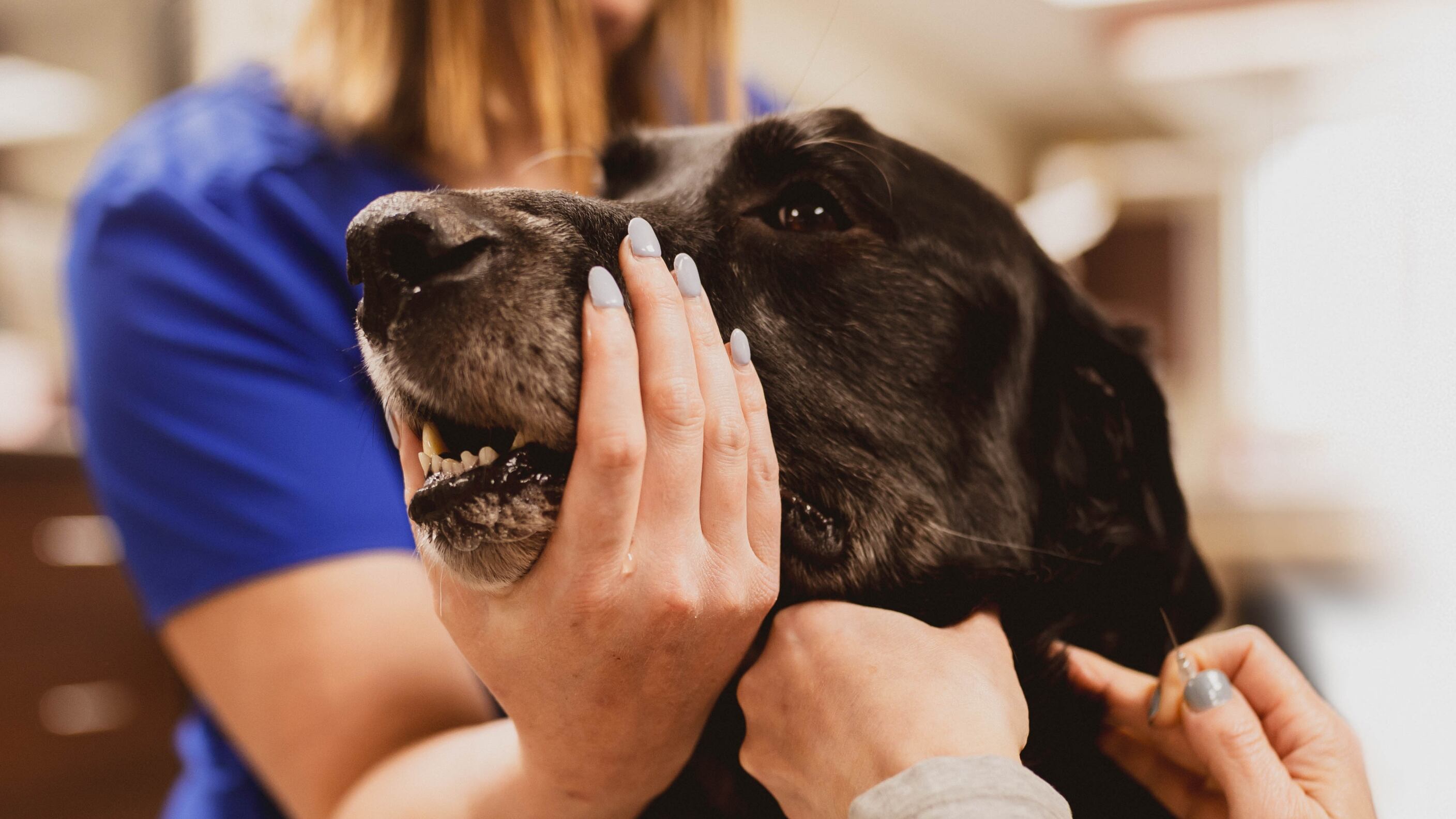La encuesta arrojó como resultado principal que menos de la mitad de los veterinarios siente valorada su profesión.
