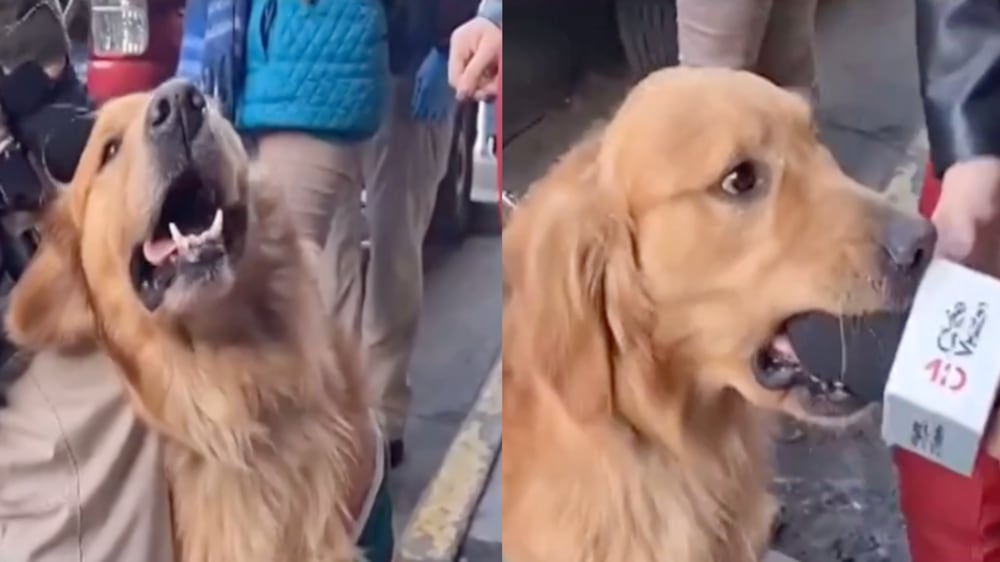 Perrito Carabineros | Fuente: Instagram y CHV