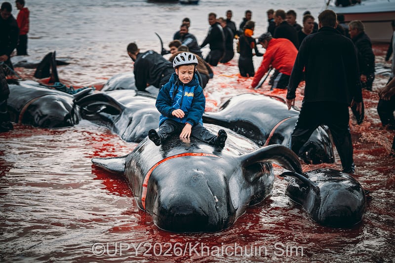 Las fotografías ganadoras del concurso “Fotógrafo submarino del año” nos muestran la belleza y lo impresionante de la vida submarina. Foto: UPY2026.