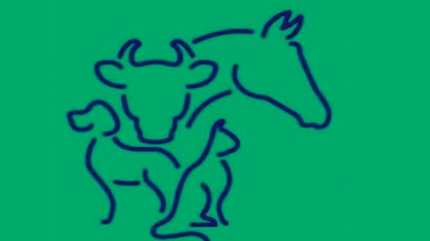 ¿Cuál animal ves en la imagen?