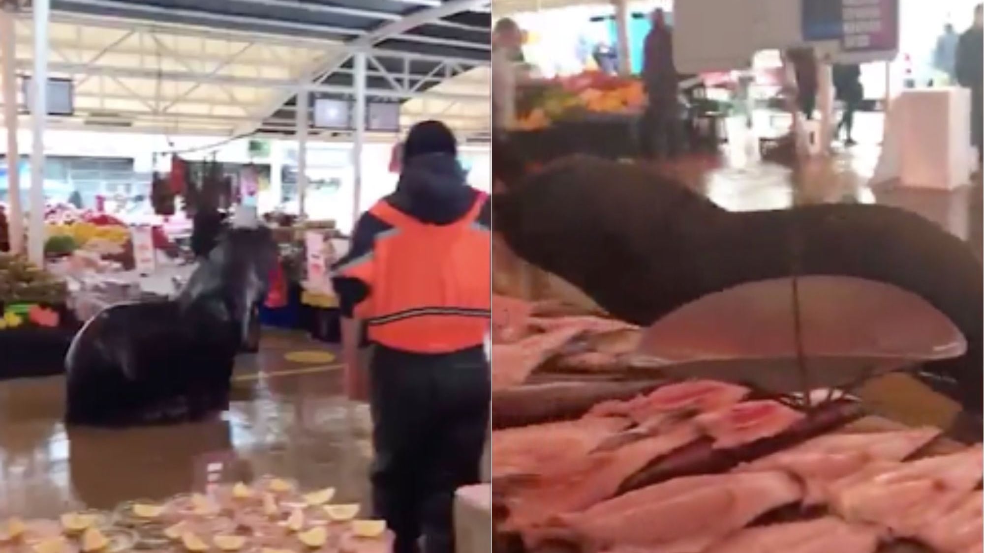 Lobo marino en la Feria Fluvial de Valdivia