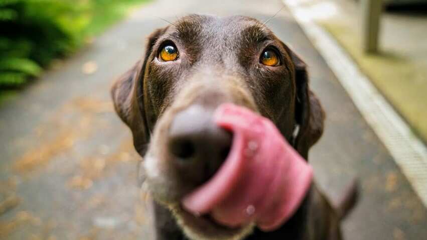 Este perrito es amante de la adrenalina