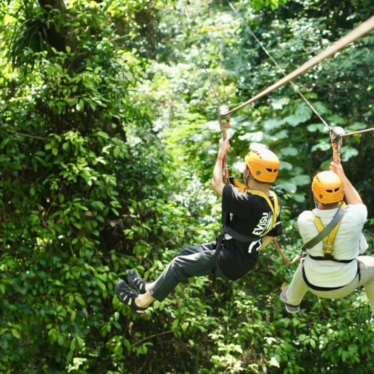 Dos estadounidenses mueren en Laos por ataque de avispas gigantes Dos estadounidenses mueren en Laos por ataque de avispas gigantes