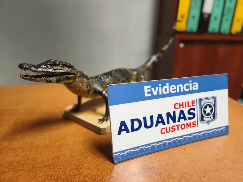 Yacaré encontrado por Aduanas