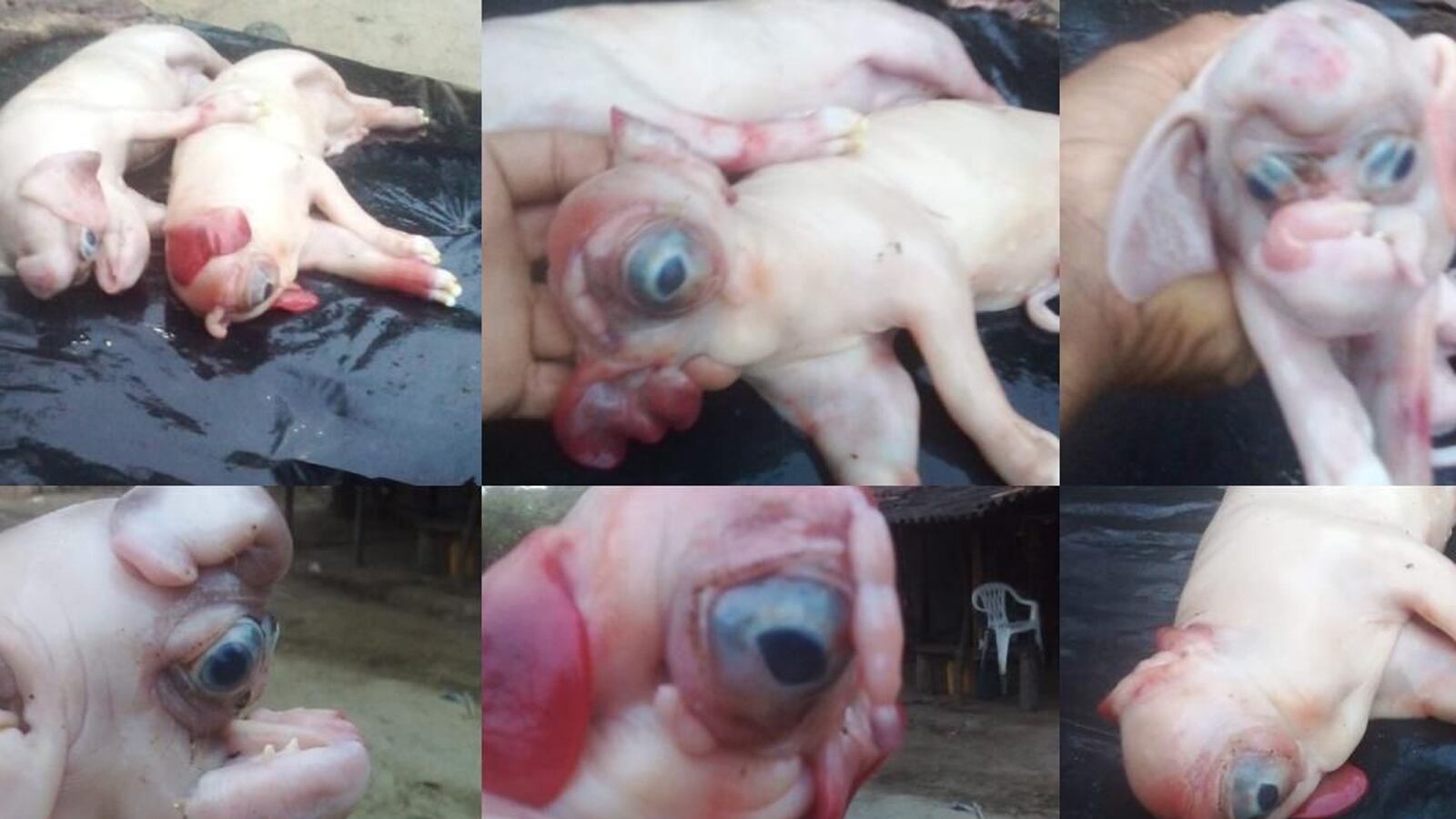 Nacen cerdos con cara de elefante y cabeza de hipopótamo en Colombia