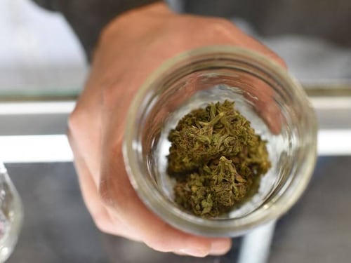 California será a partir del  1 de enero el mayor mercado mundial de marihuana recreativa