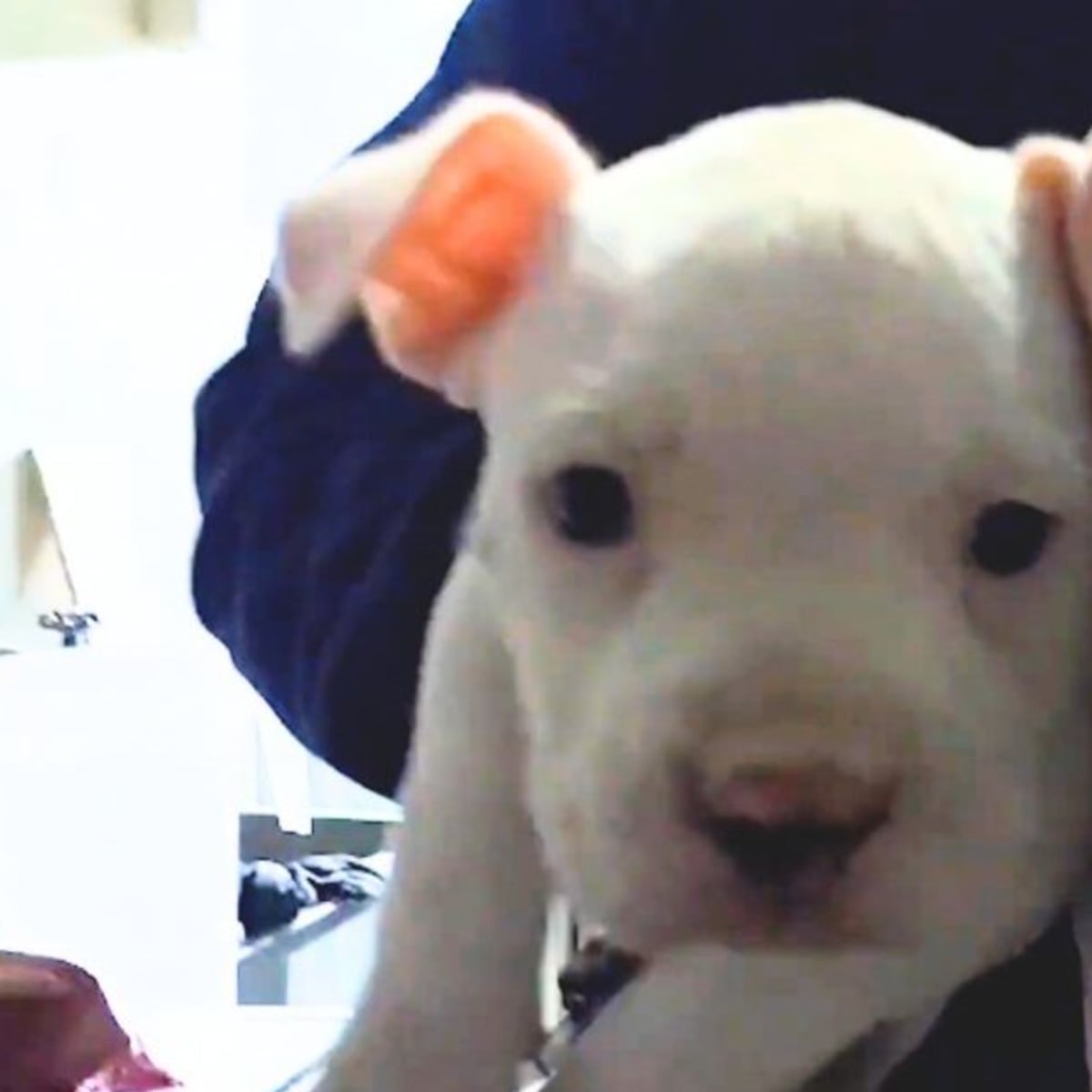 Detienen a sujeto por mutilaciones clandestinas a perros en Huechuraba Detienen a sujeto por mutilaciones clandestinas a perros en Huechuraba