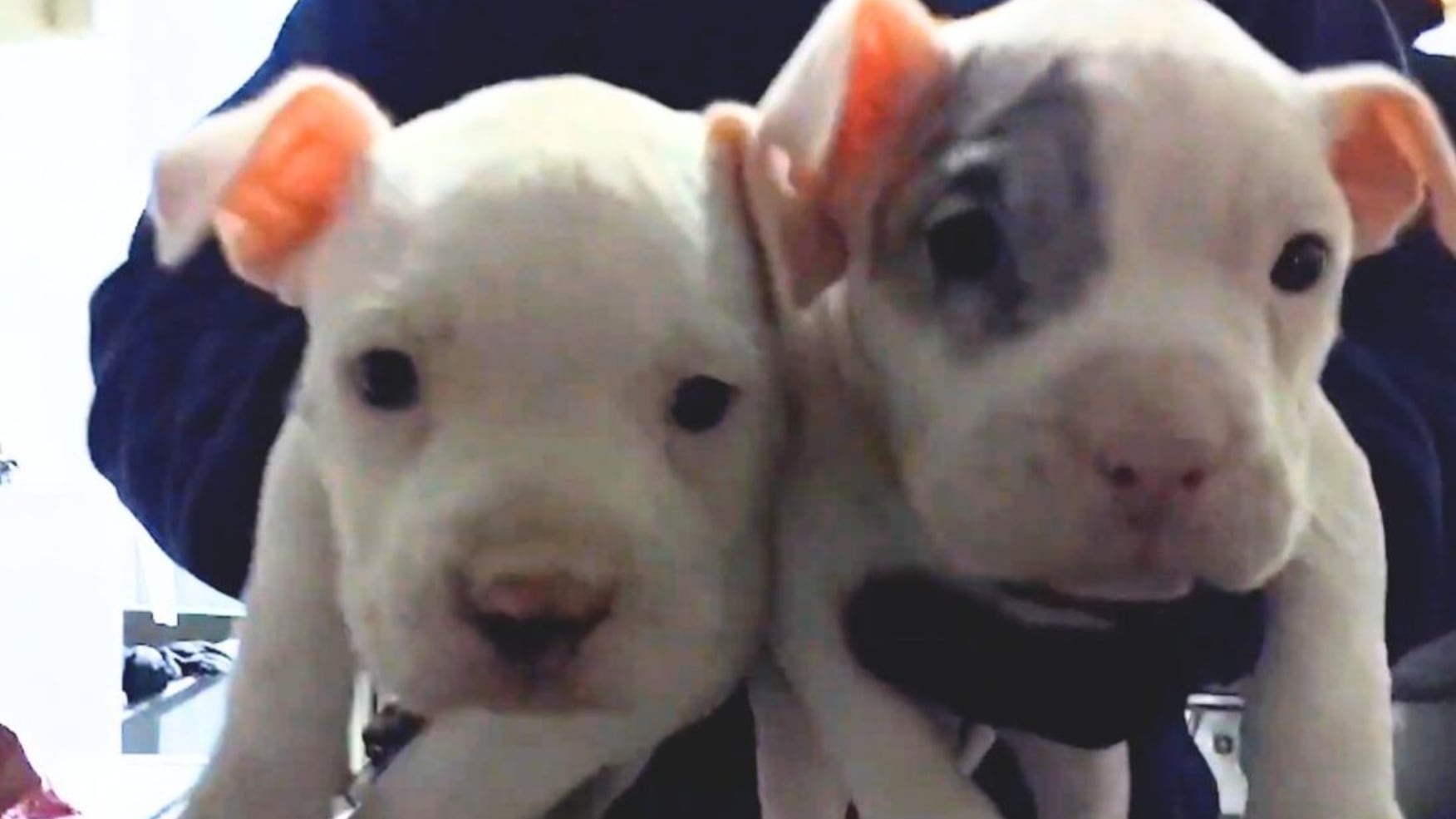 Cachorros maltratados