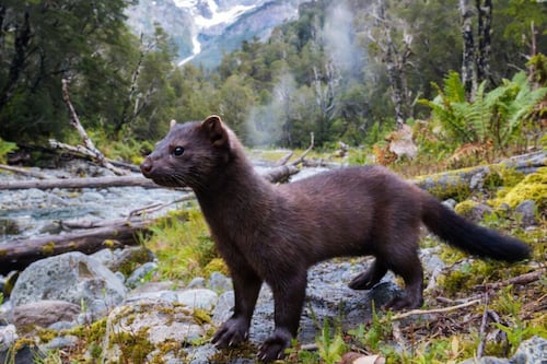 Sin depredadores y en expansión: El avance del visón americano que amenaza con llegar a Santiago