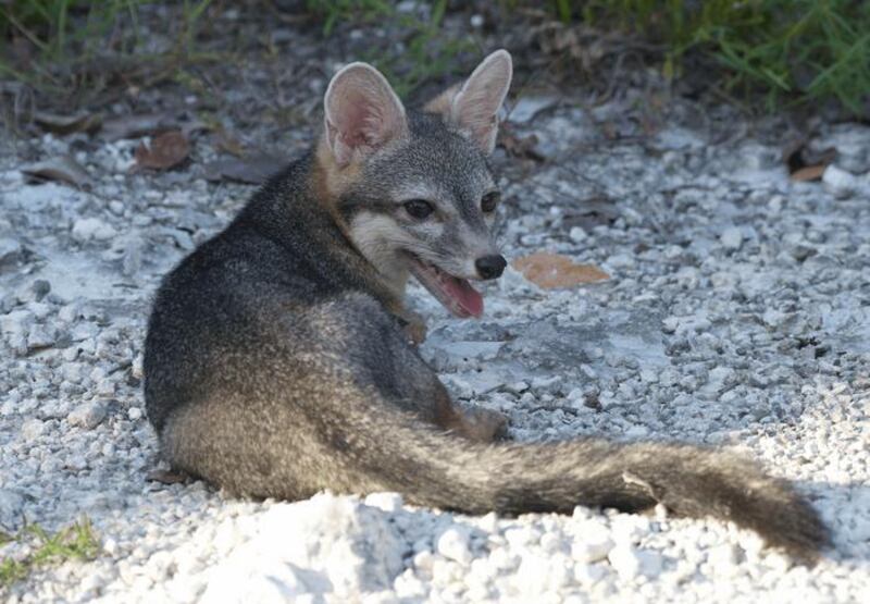 Investigadores lograron obtener las primeras fotografías en más de 20 años del zorro enano de Cozumel, uno de los cánidos más raros del planeta. Foto: Rafael Chacón.