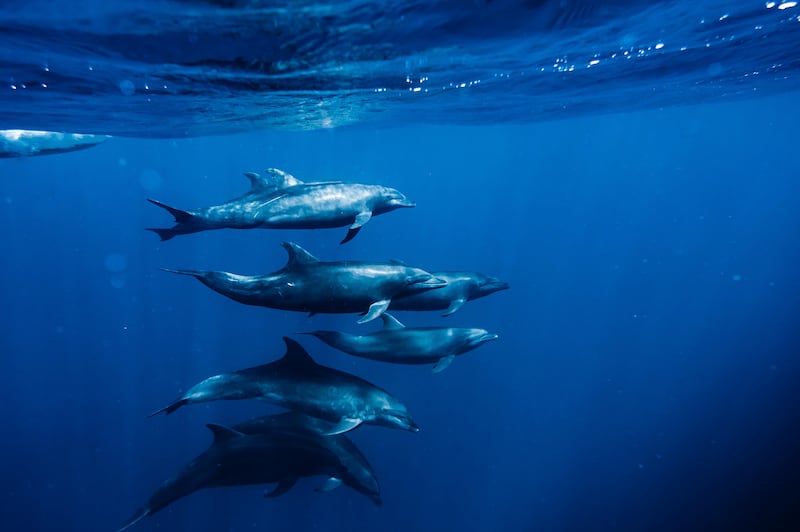 Delfines