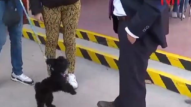 Perrito "ataca" a periodista