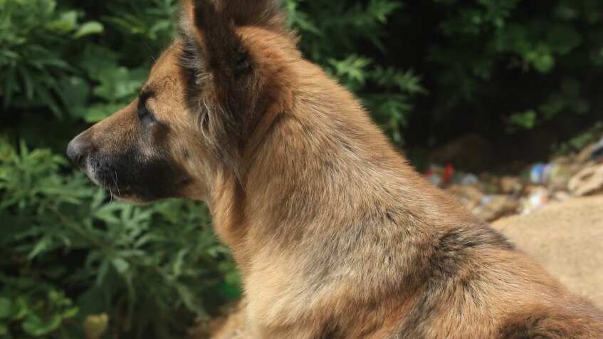 Los perros son mascotas muy fieles... hasta en los malos momentos