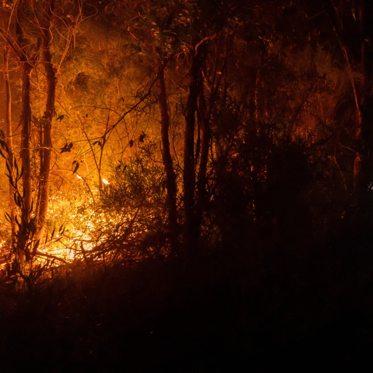 Niño de 10 años salva a su familia en incendio en Lirquén Niño de 10 años salva a su familia en incendio en Lirquén