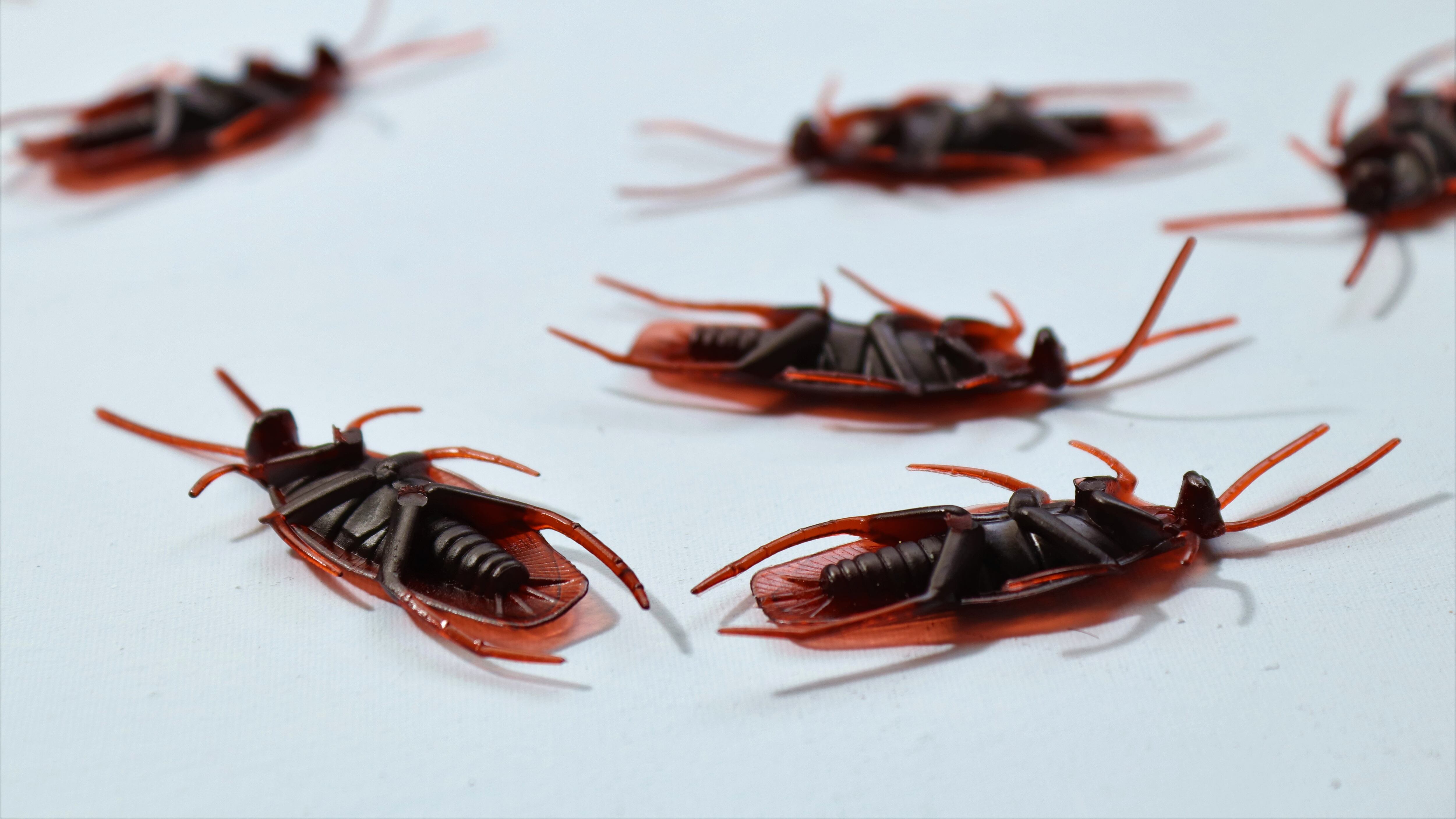 La mujer dice que "era literalmente como vivir en un hotel de cucarachas".