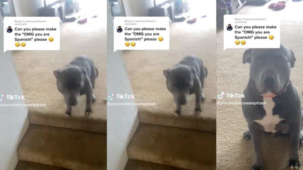 Perrito gringo entiende español | Fuente: Tik Tok