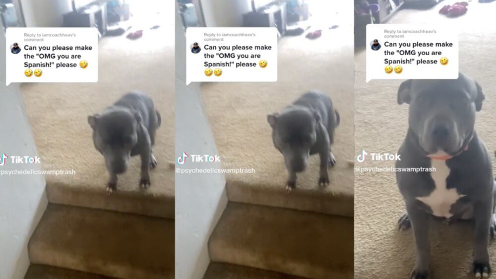 Perrito gringo entiende español | Fuente: Tik Tok