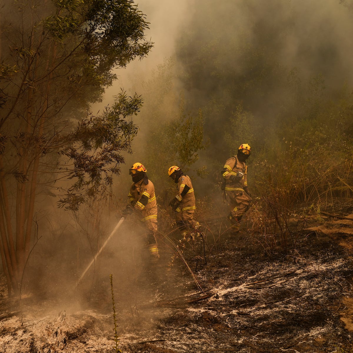 Tragedia en Los Sauces: Tres brigadistas fallecen combatiendo incendio Tragedia en Los Sauces: Tres brigadistas fallecen combatiendo incendio