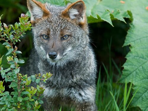 El zorro chilote ya cuenta con protección oficial: Plan RECOGE entra en vigencia para evitar su extinción