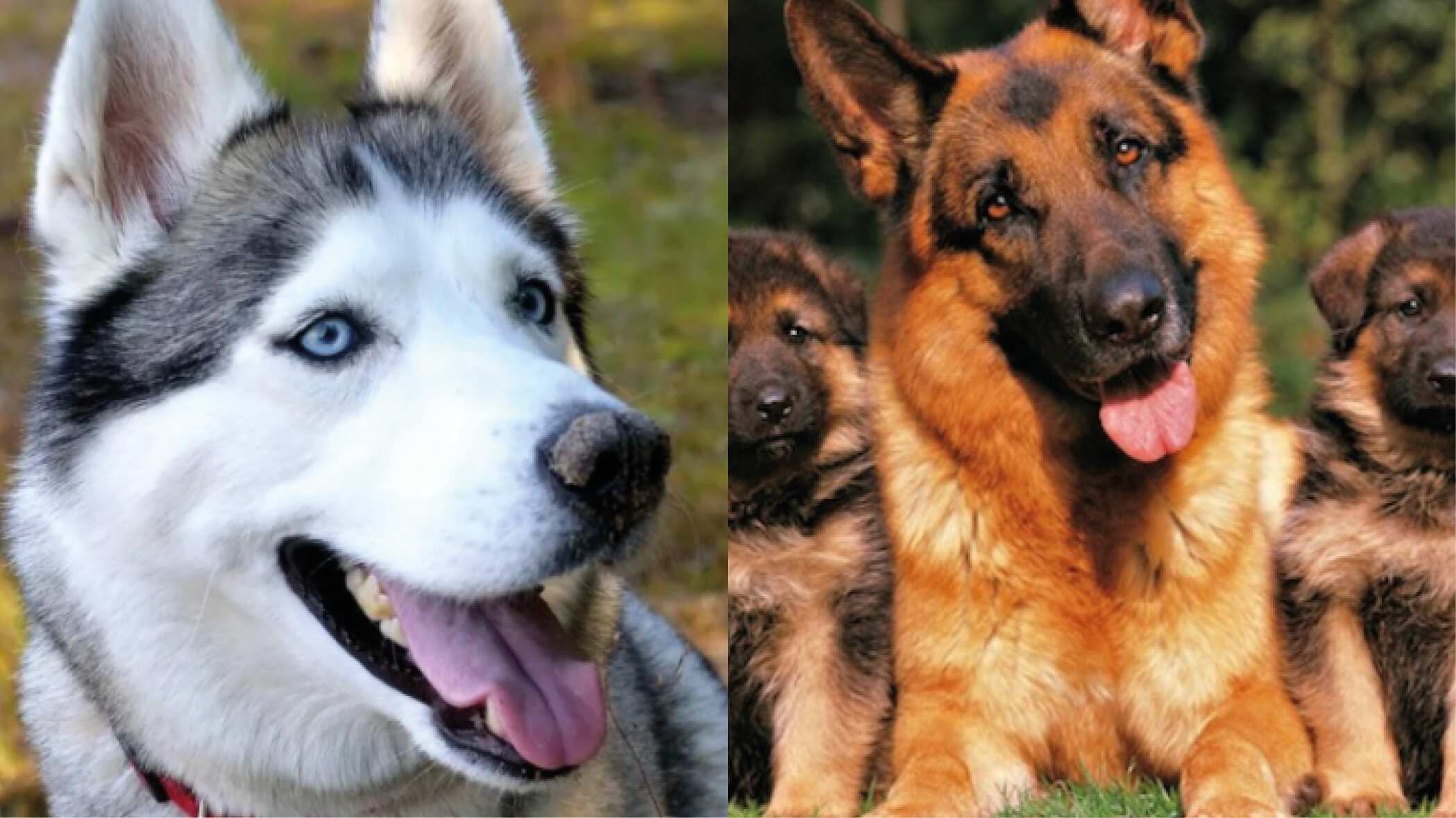 ¿Cuáles son las razas de perros más difíciles de criar? Famoso veterinario de Tiktok lo revela