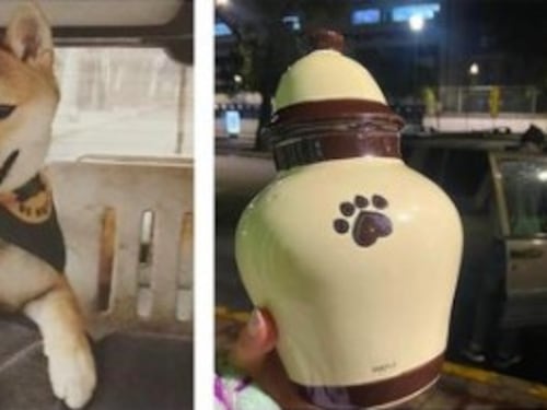 #JusticiaParaMaple: Perro acude a un campamento de entrenamiento y lo regresan a sus dueños en una urna