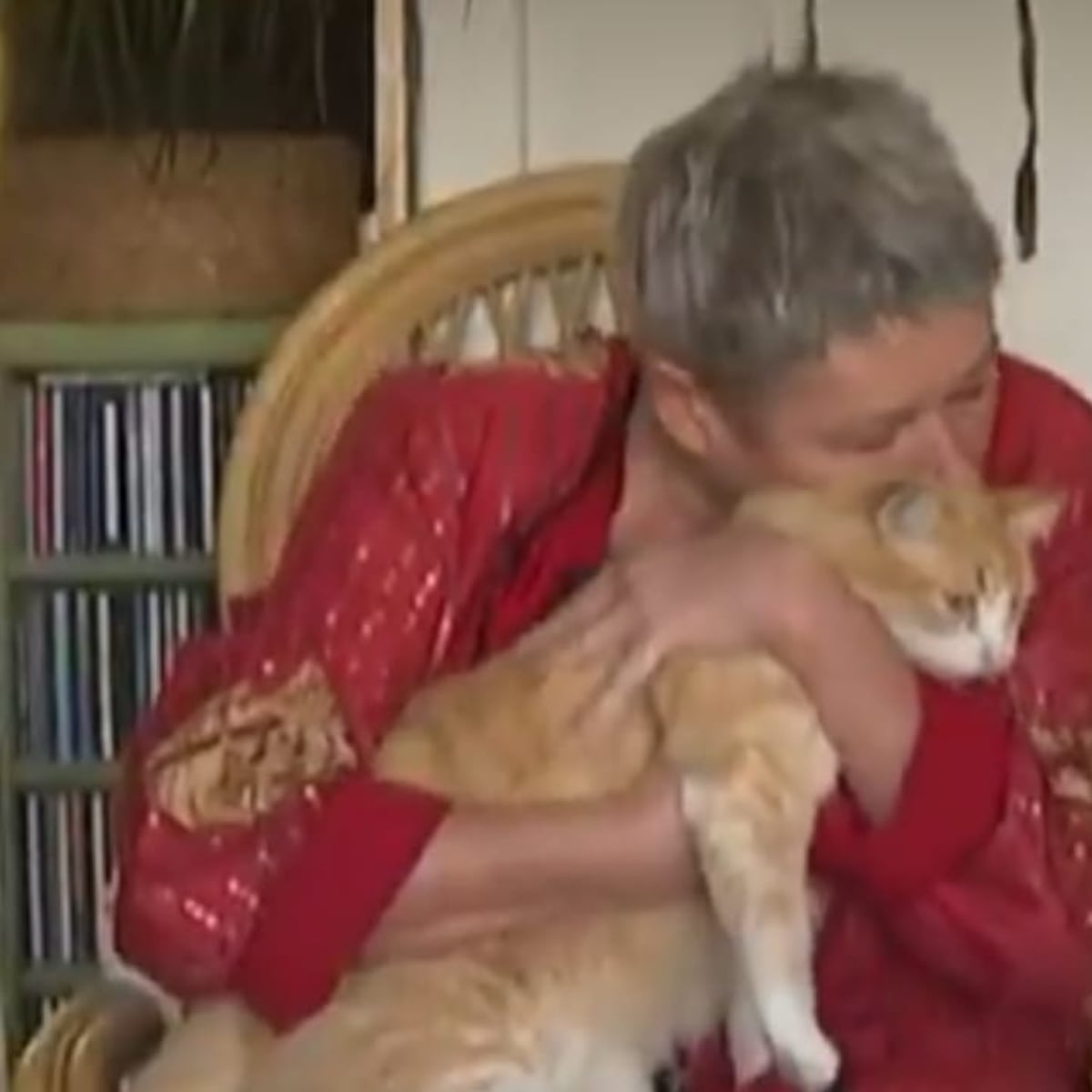 Gato Rémi en Francia con orden de alejamiento por molestar vecino Gato Rémi en Francia con orden de alejamiento por molestar vecino