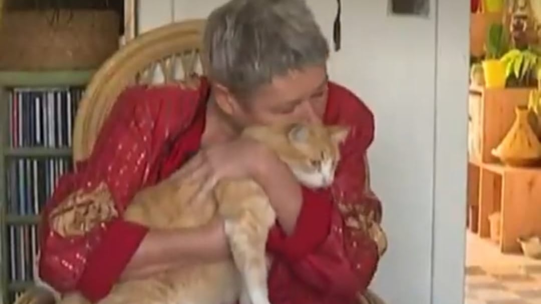 Rémi, un gato francés recibió una orden de alejamiento de su vecino