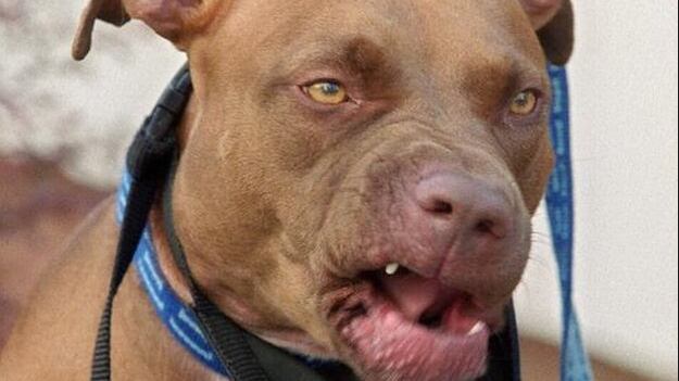 pitbull