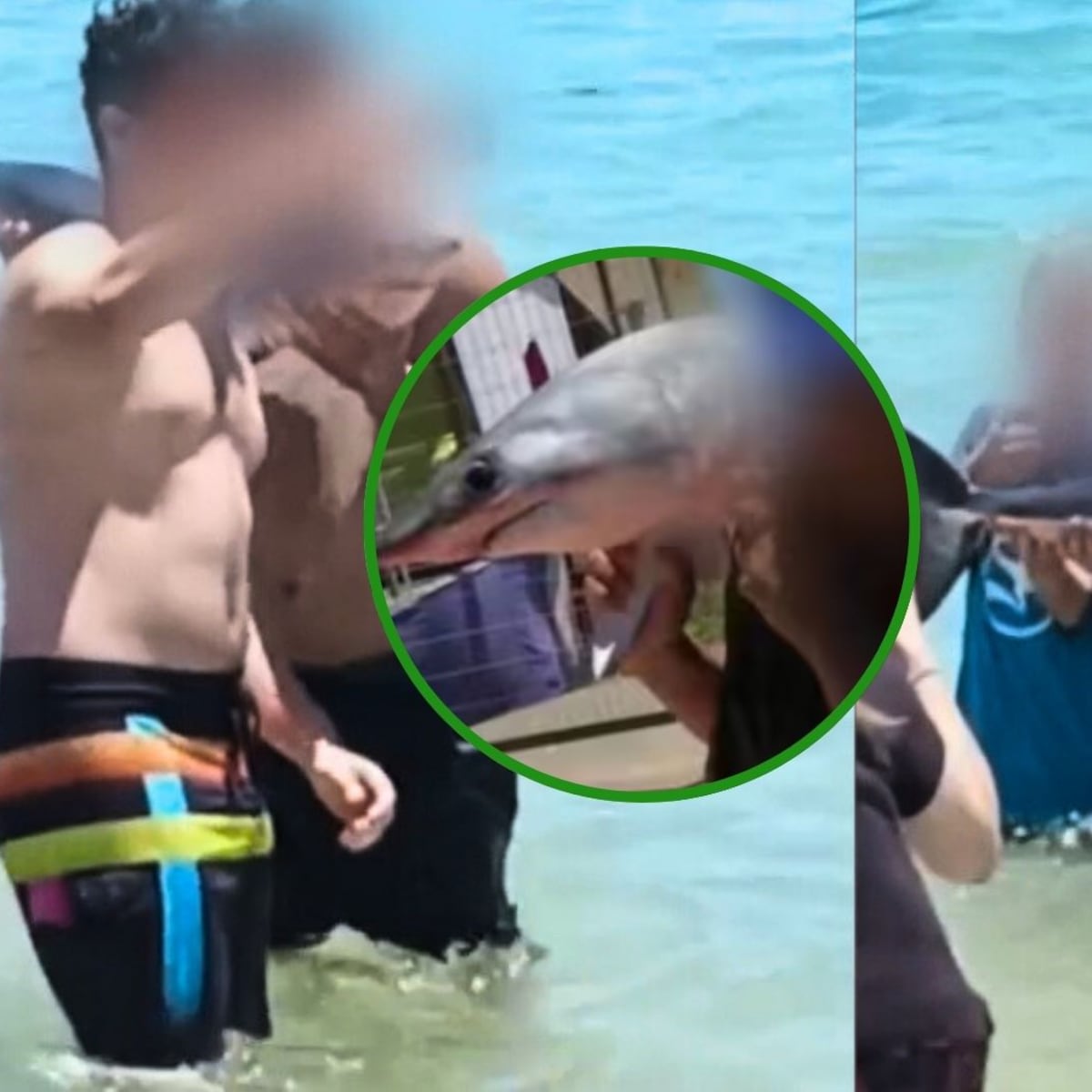 Turistas se llevan tiburón desde playa de El Quisco Turistas se llevan tiburón desde playa de El Quisco