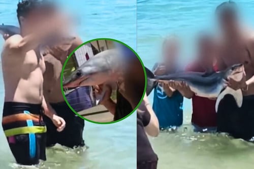 Turistas se sacan fotos con tiburón y se lo llevan desde playa de El Quisco